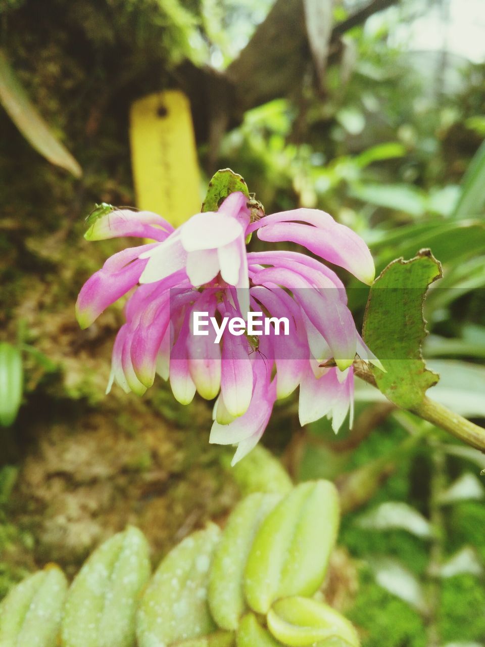 CLOSE-UP OF PINK FLOWER