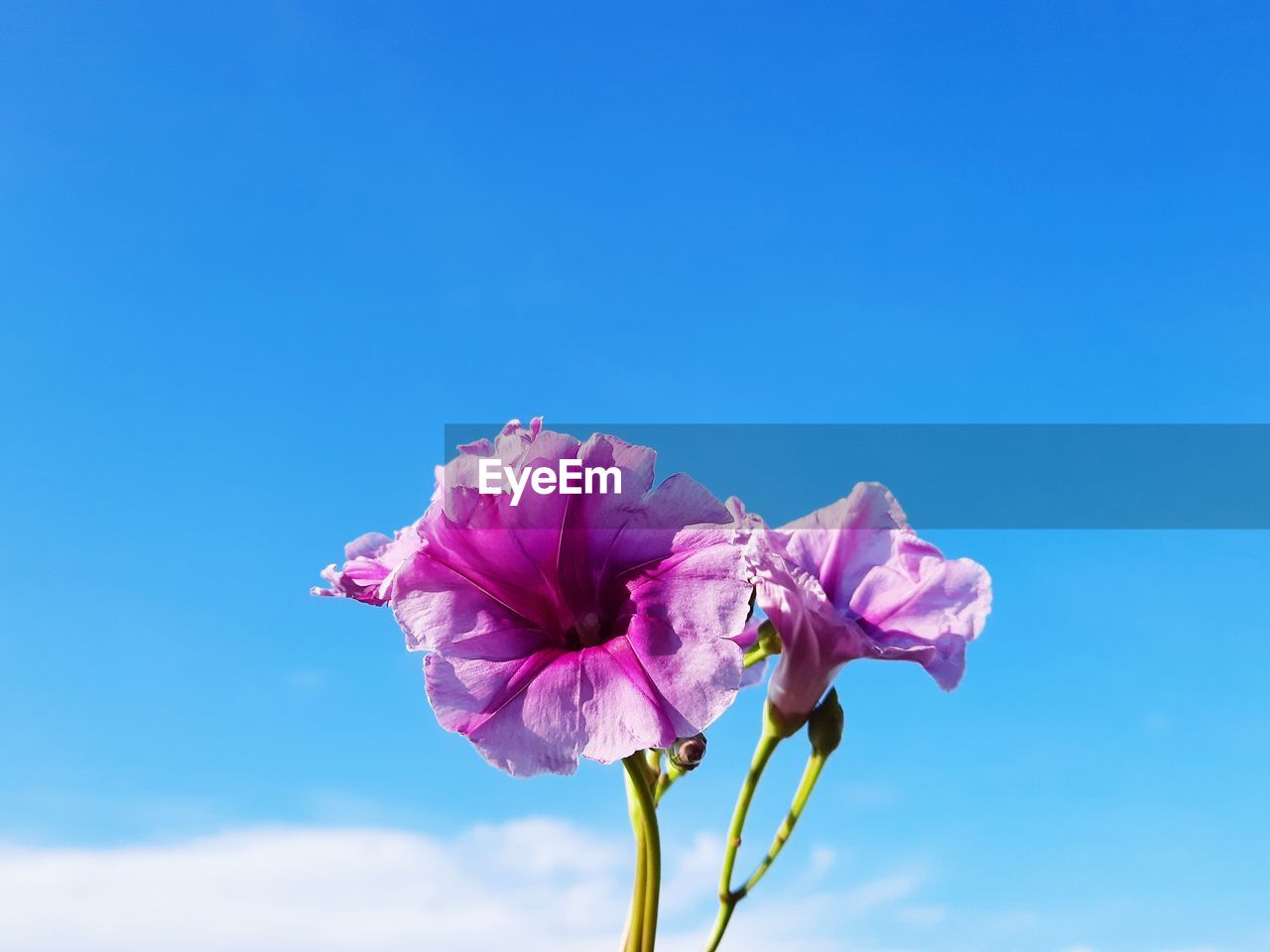 Close-up of pink flower against blue sky