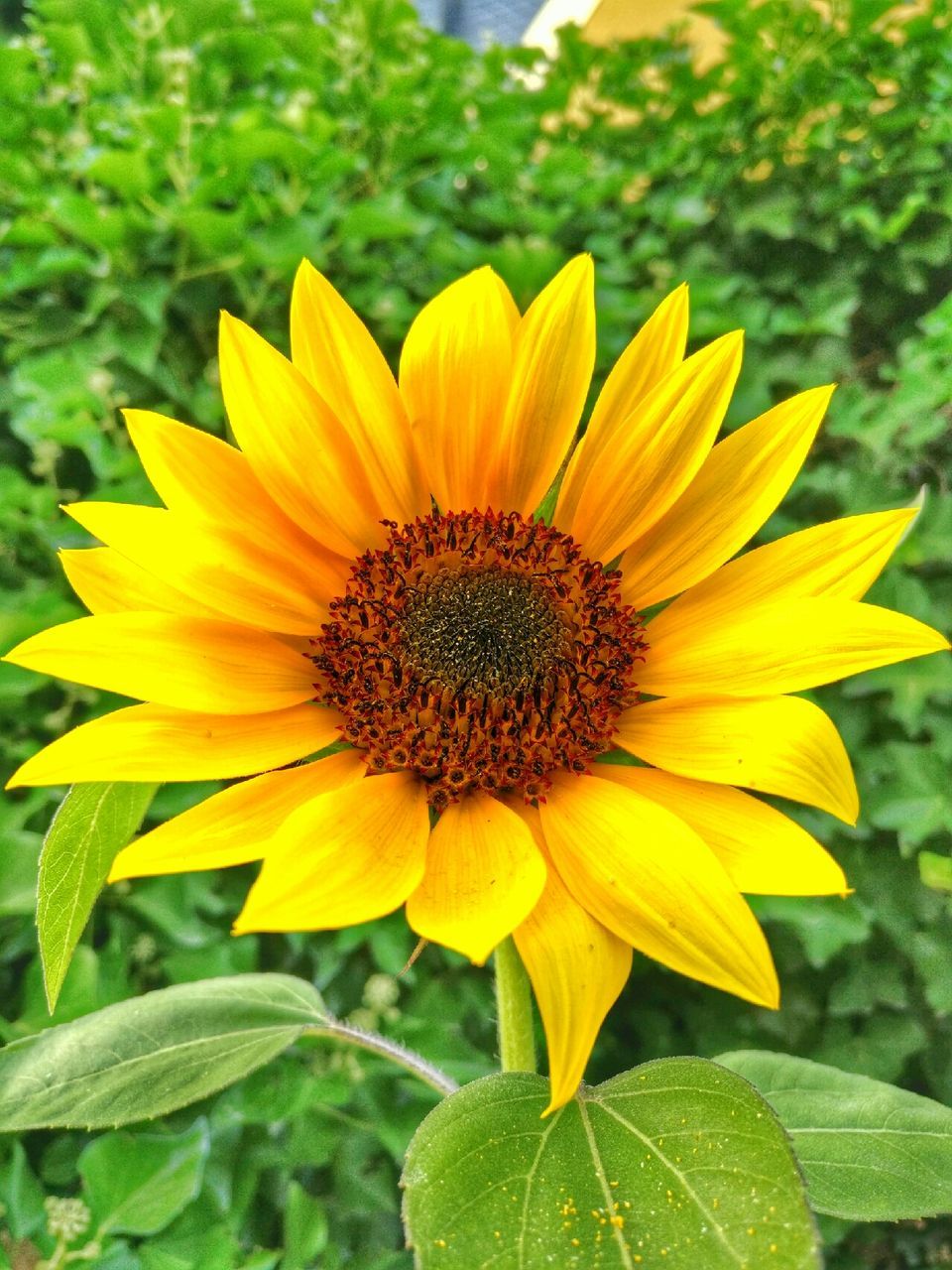 MACRO SHOT OF SUNFLOWER