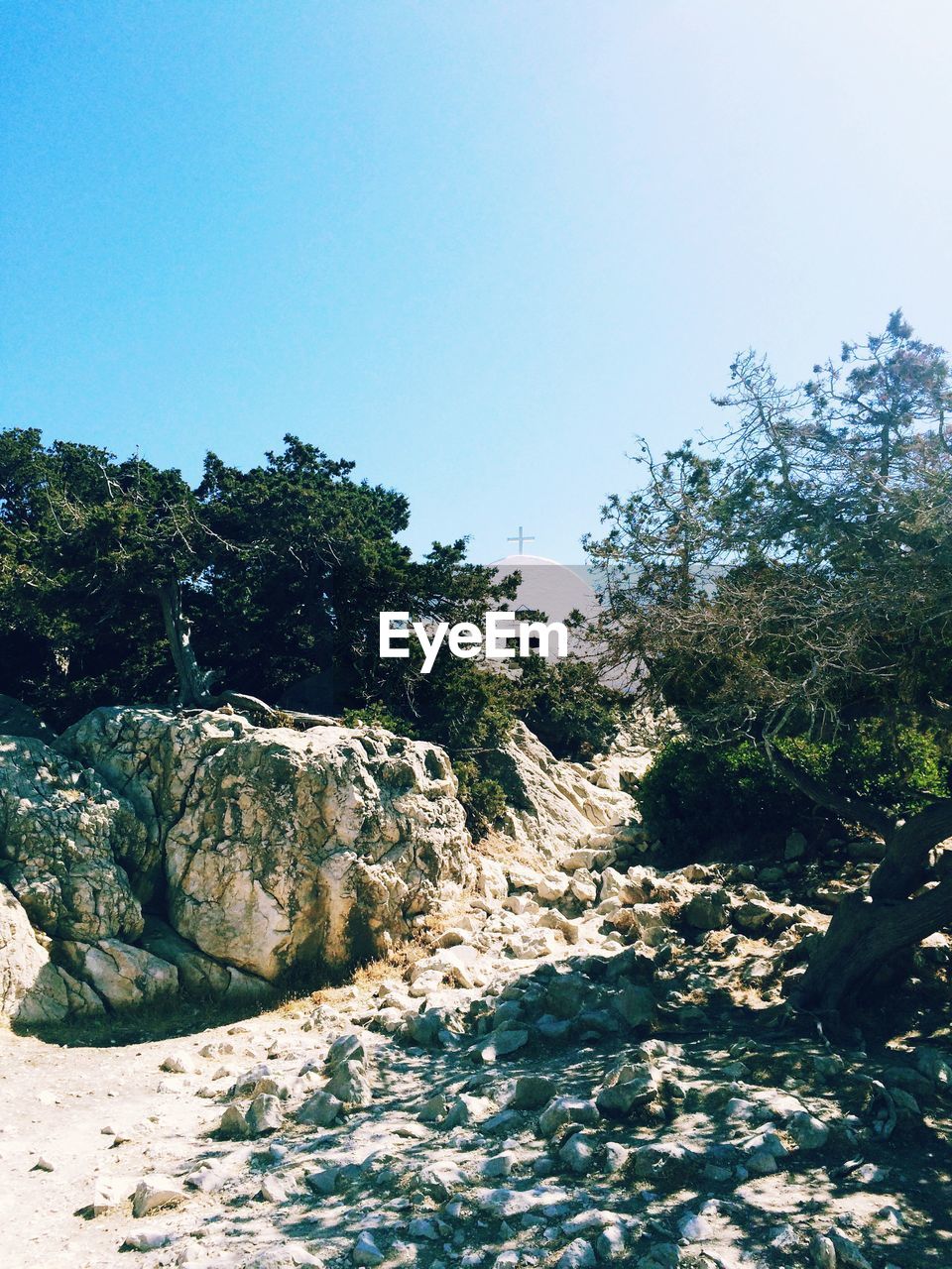 Trees and rocks on field