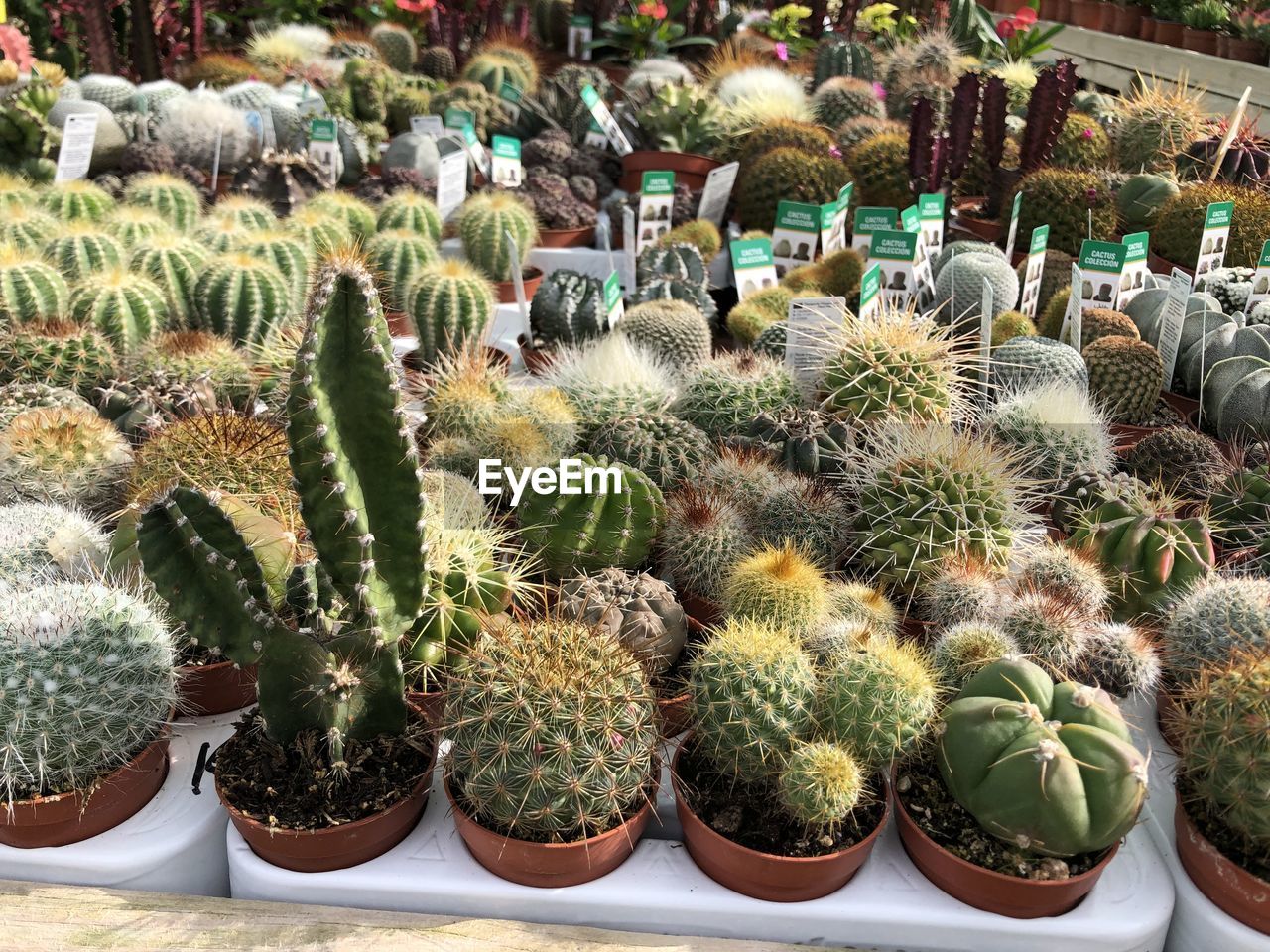 cactus, succulent plant, plant, growth, thorn, barrel cactus, nature, green, spiked, no people, potted plant, day, variation, sharp, flower, retail, beauty in nature, botany, high angle view, outdoors, san pedro cactus, large group of objects, market, abundance, arrangement, in a row, for sale, business