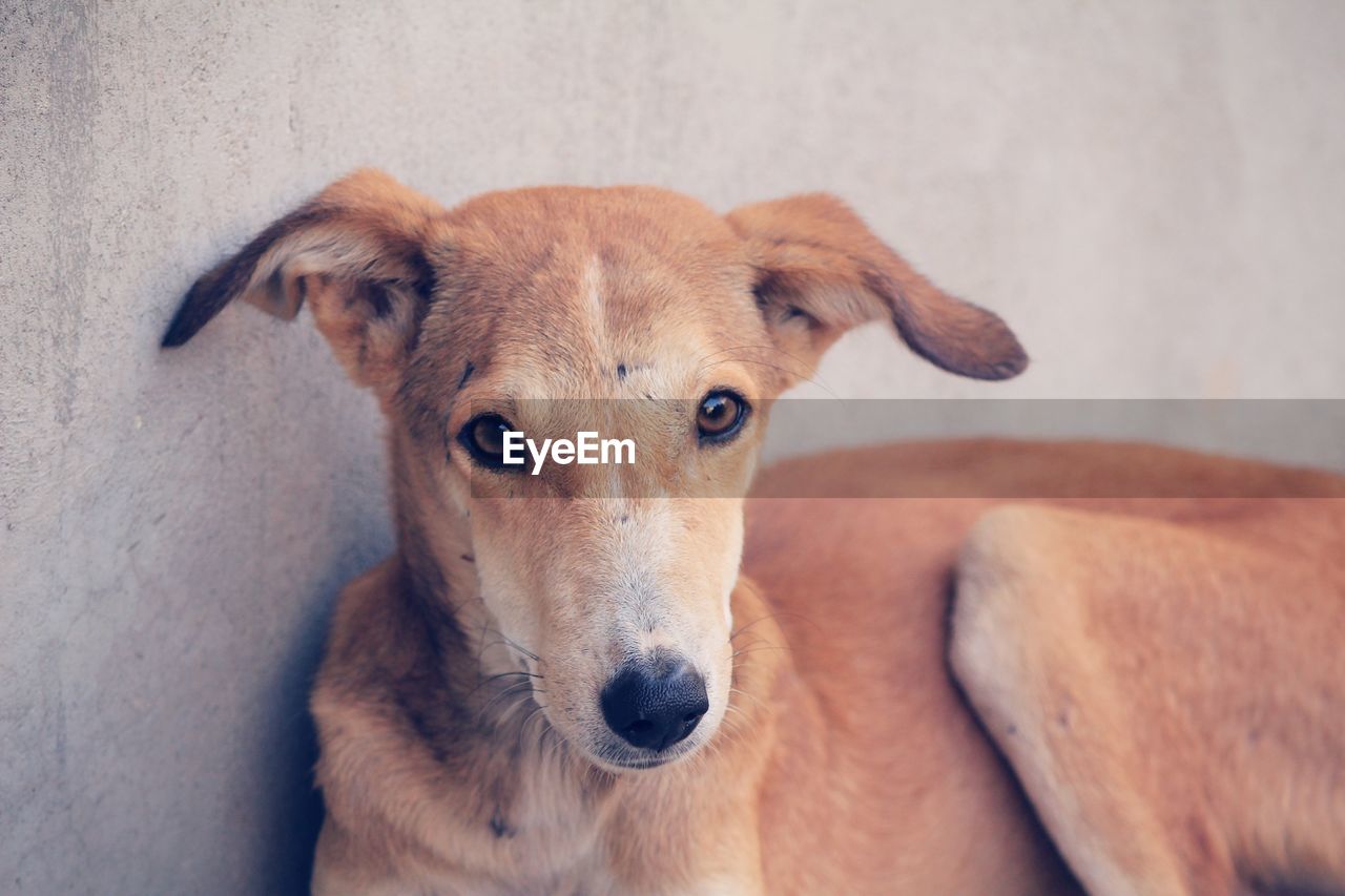 Close-up portrait of stray dog