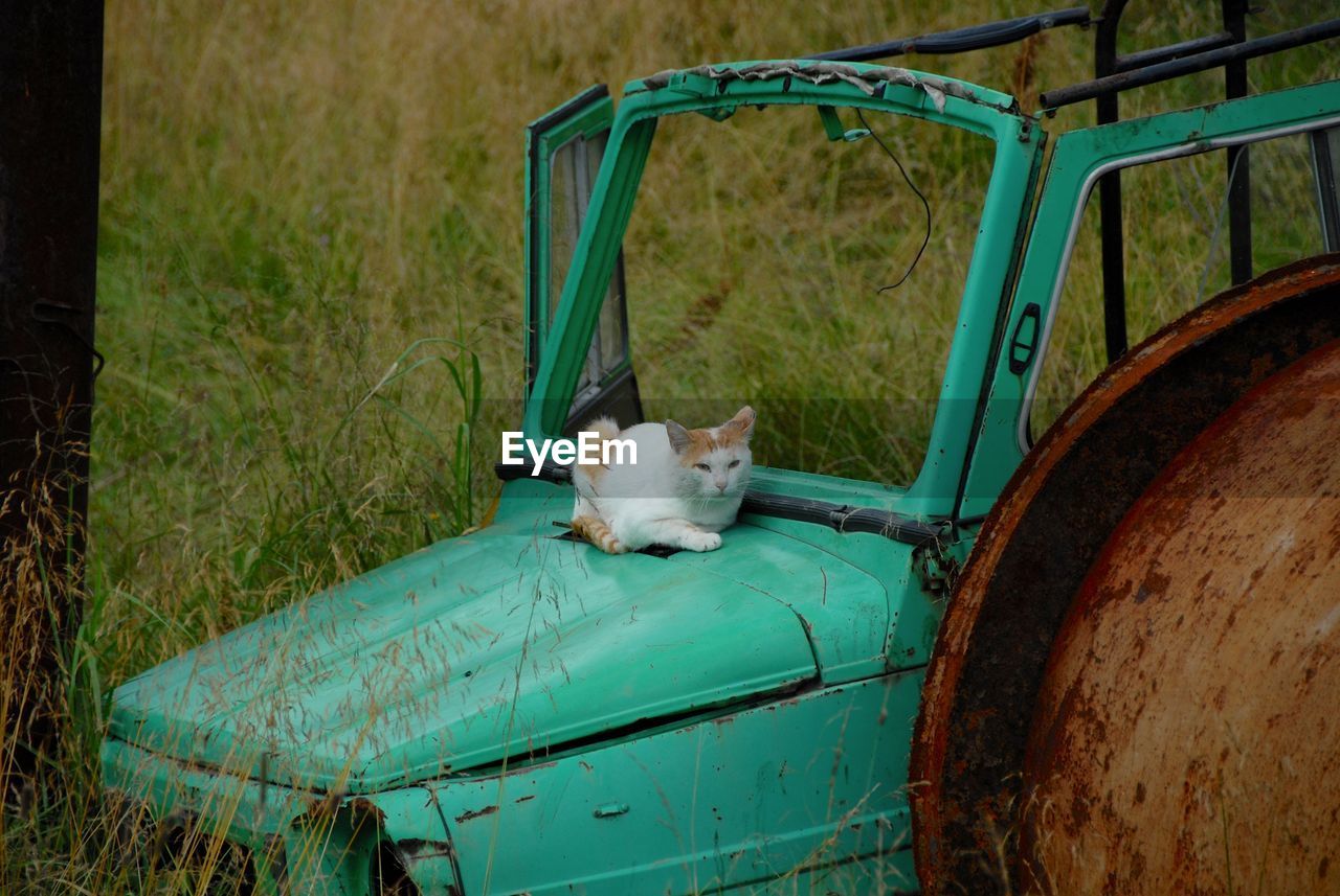 Cat sitting on abandoned land vehicle