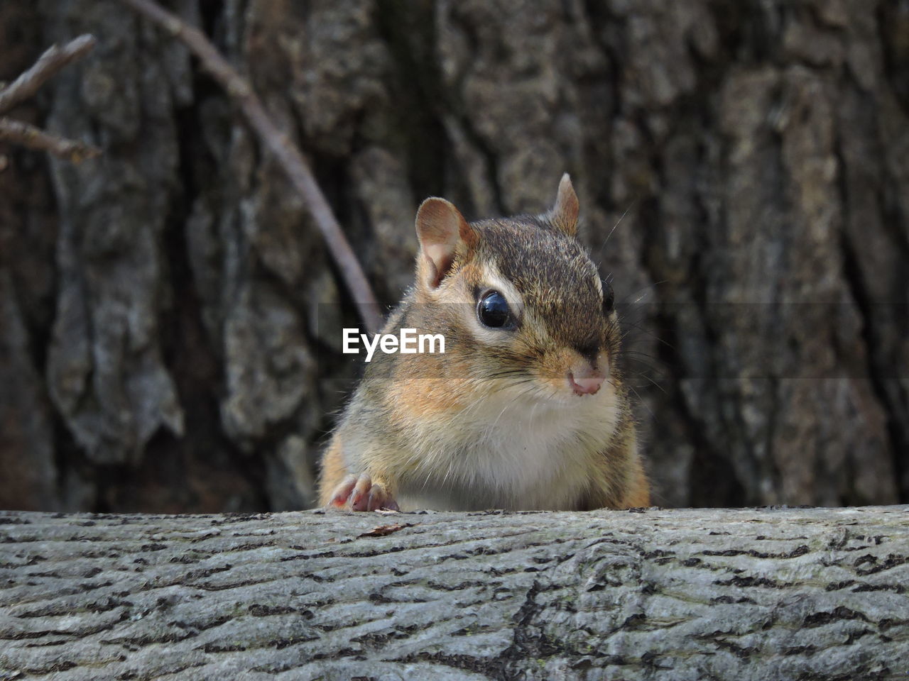 Close-up of rodent on tree trunk