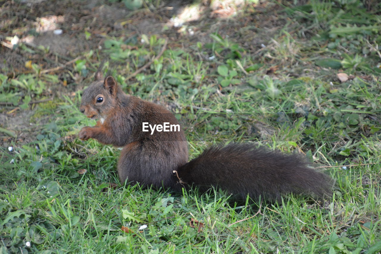 SQUIRREL SITTING ON GRASS