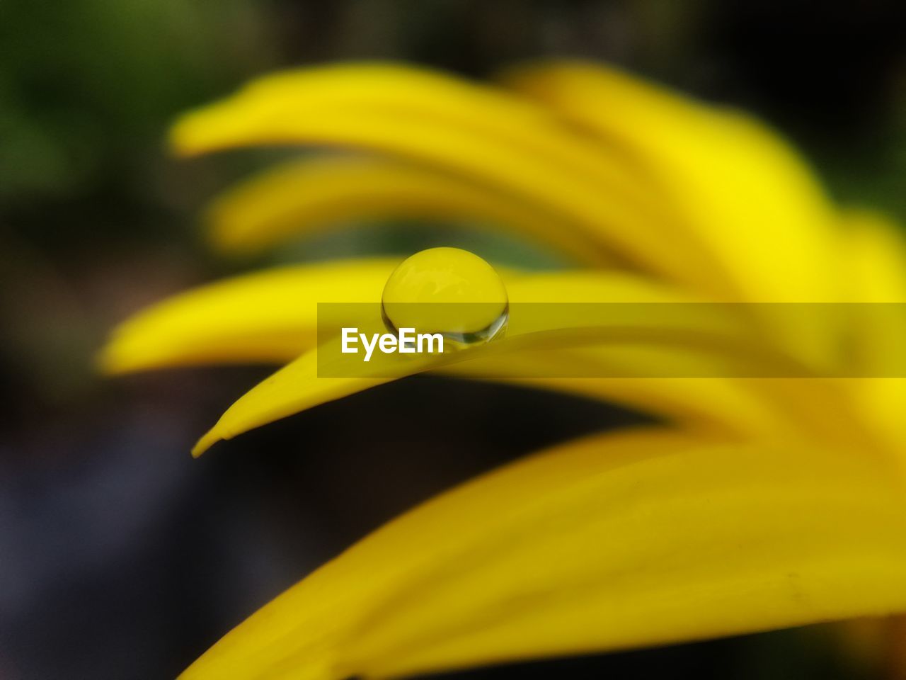 CLOSE-UP OF YELLOW FLOWER