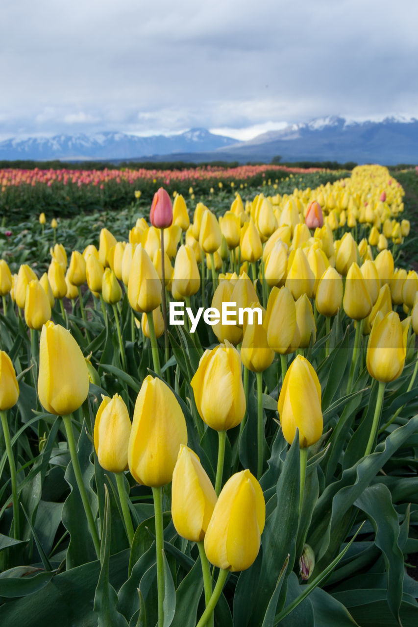 Yellow flowers blooming on field against sky