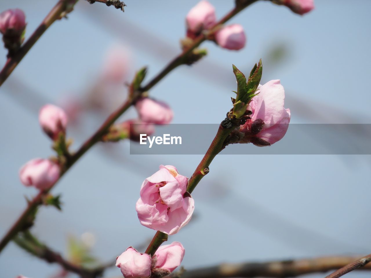 CLOSE-UP OF PINK CHERRY BLOSSOMS