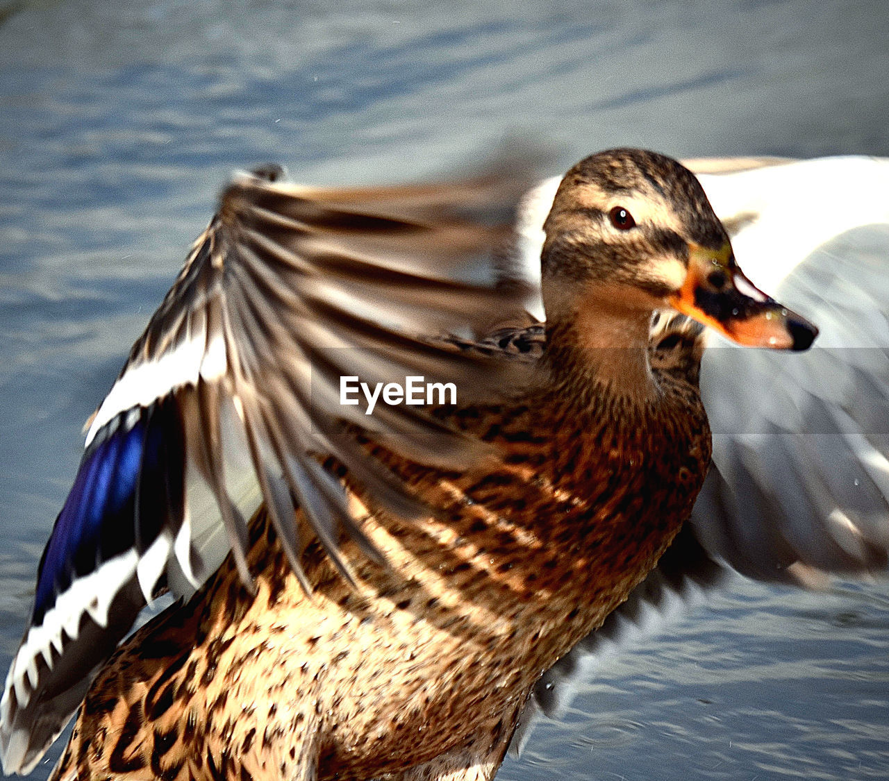 Close-up of duck swimming in lake