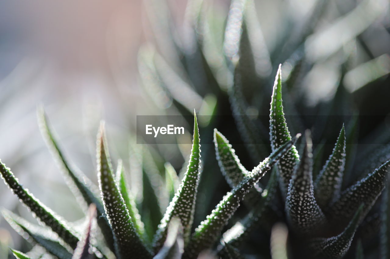 CLOSE-UP OF CACTUS PLANT