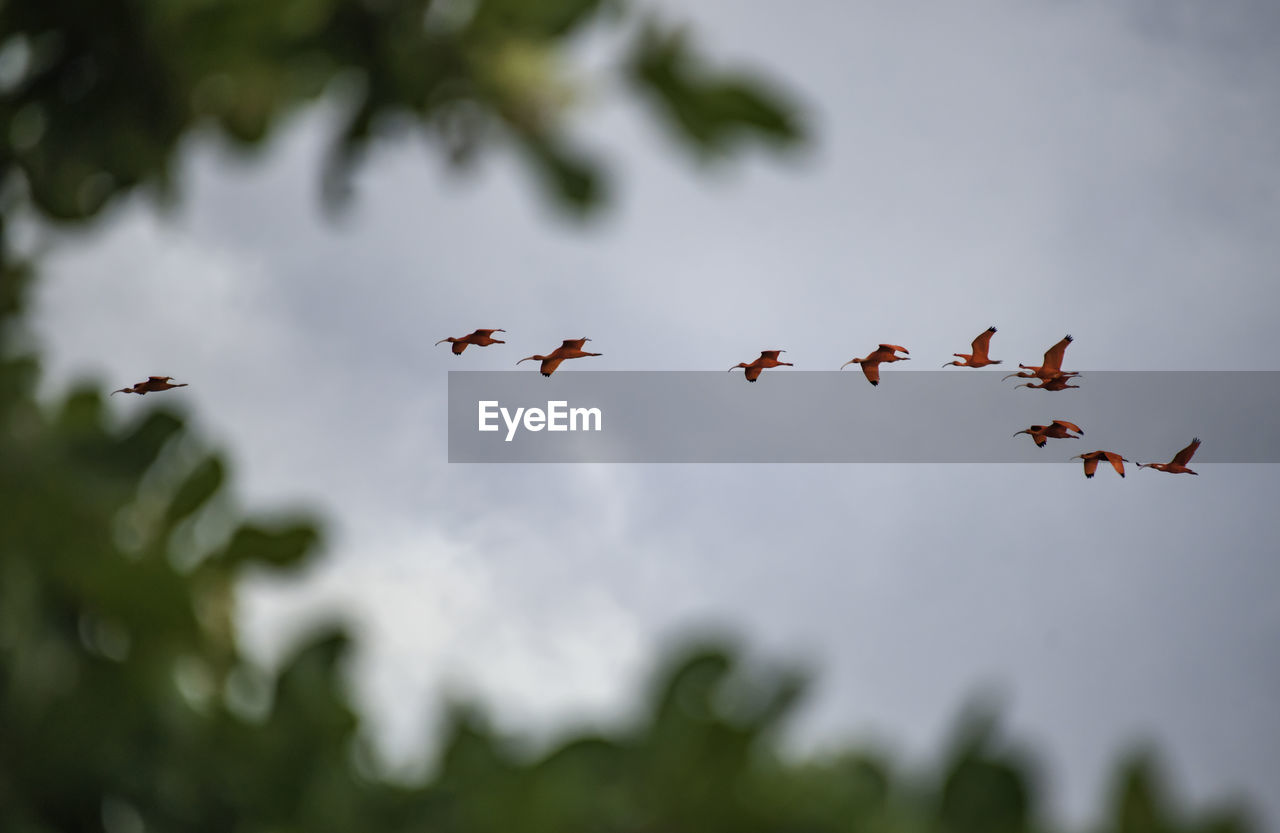 Low angle view of  red ibis birds flying