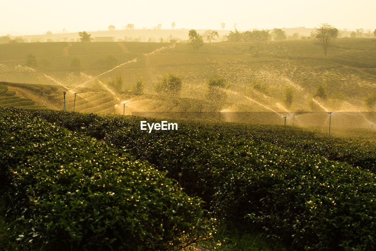 SCENIC VIEW OF FIELD