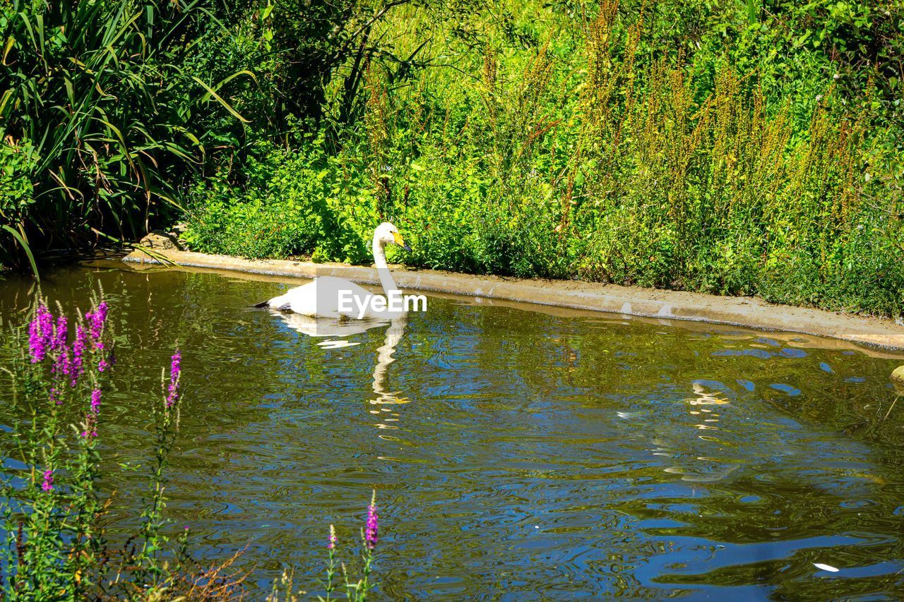 SWANS SWIMMING IN LAKE