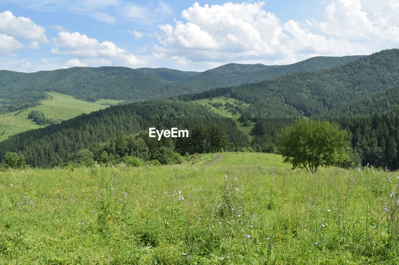 SCENIC VIEW OF GREEN LANDSCAPE AGAINST SKY