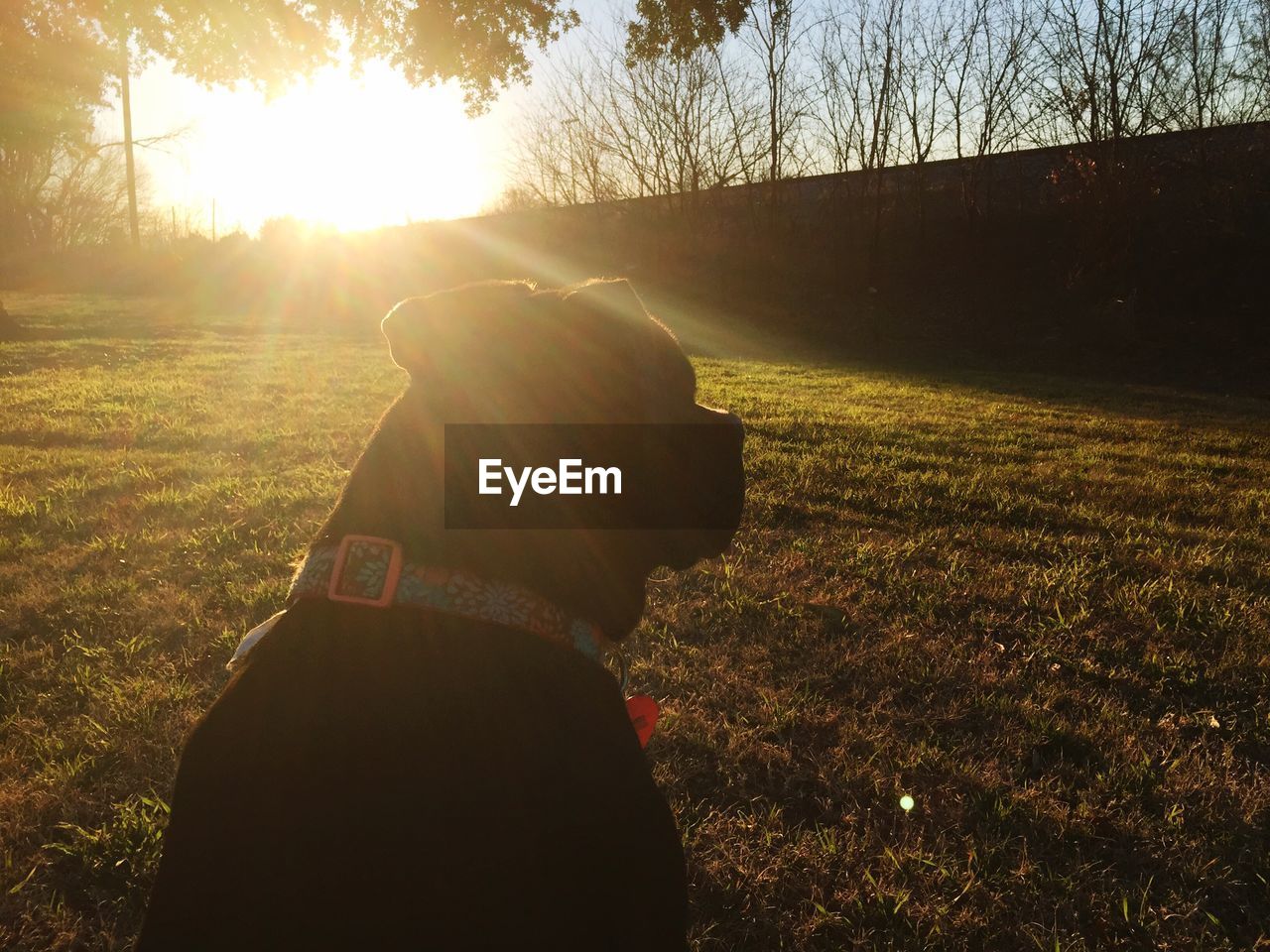 SUN SHINING THROUGH TREES ON SUNNY DAY