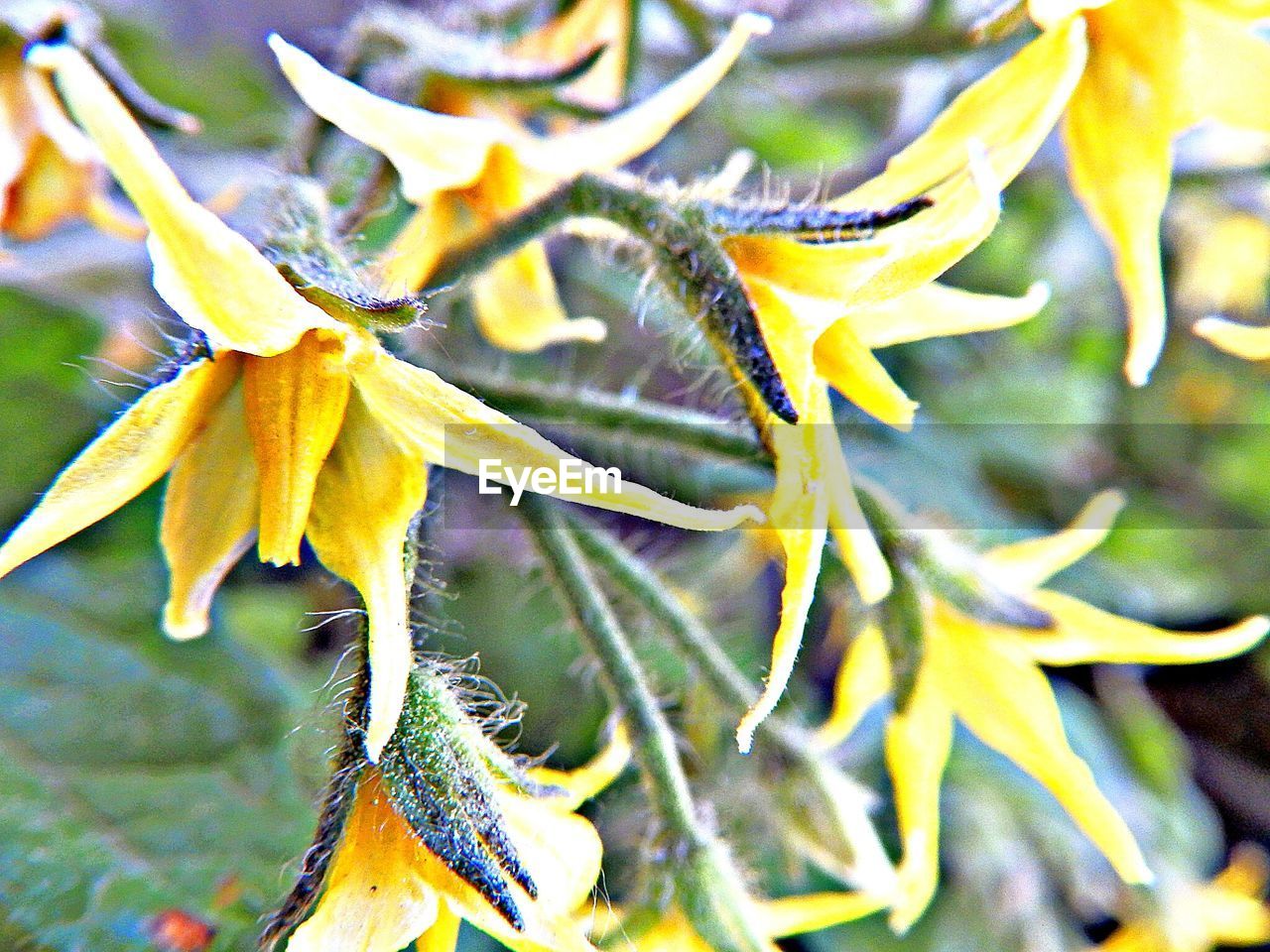 Close-up of yellow flowers blooming outdoors