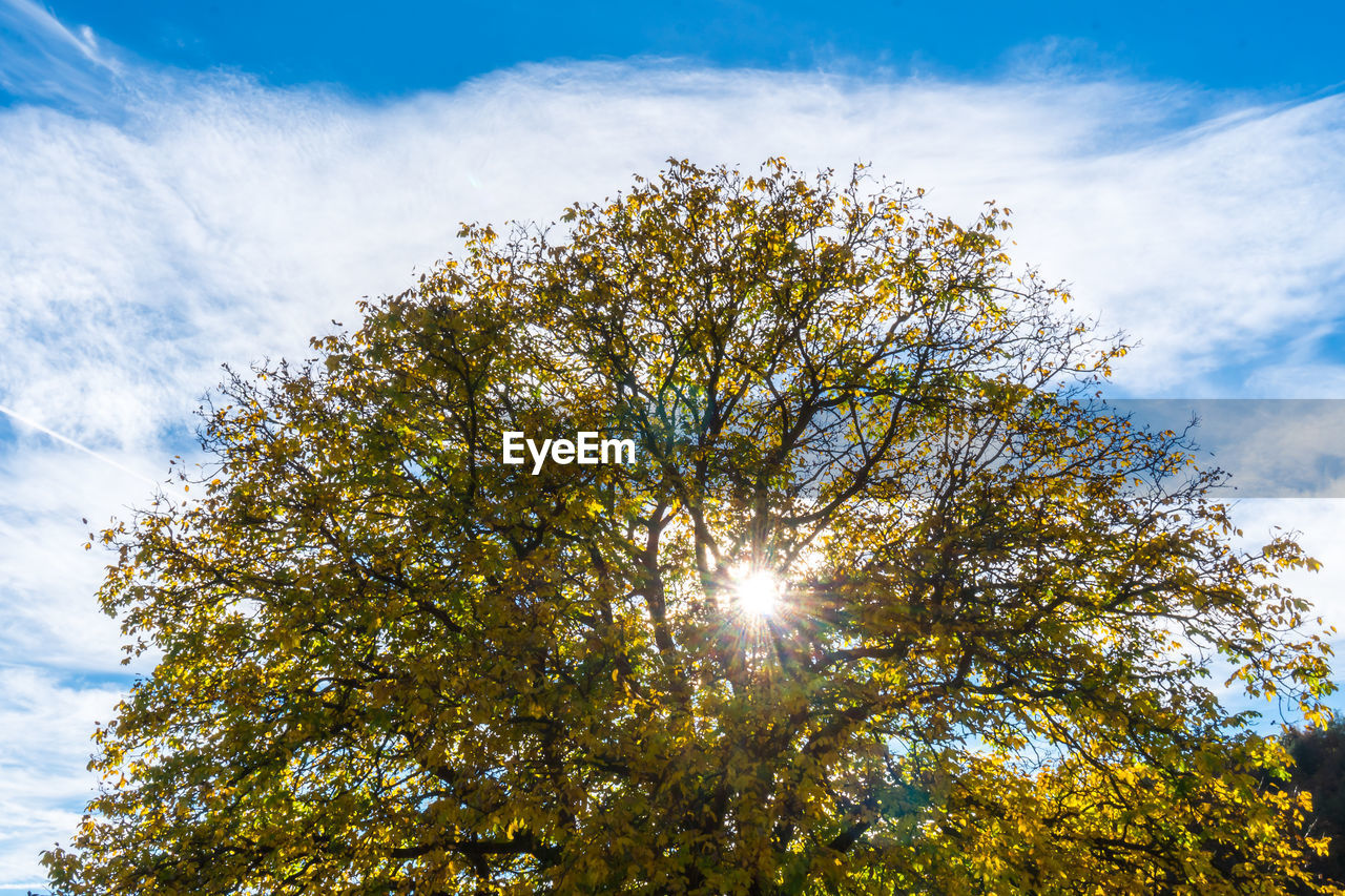 LOW ANGLE VIEW OF TREE AGAINST SKY