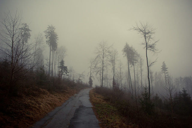ROAD PASSING THROUGH A FOREST
