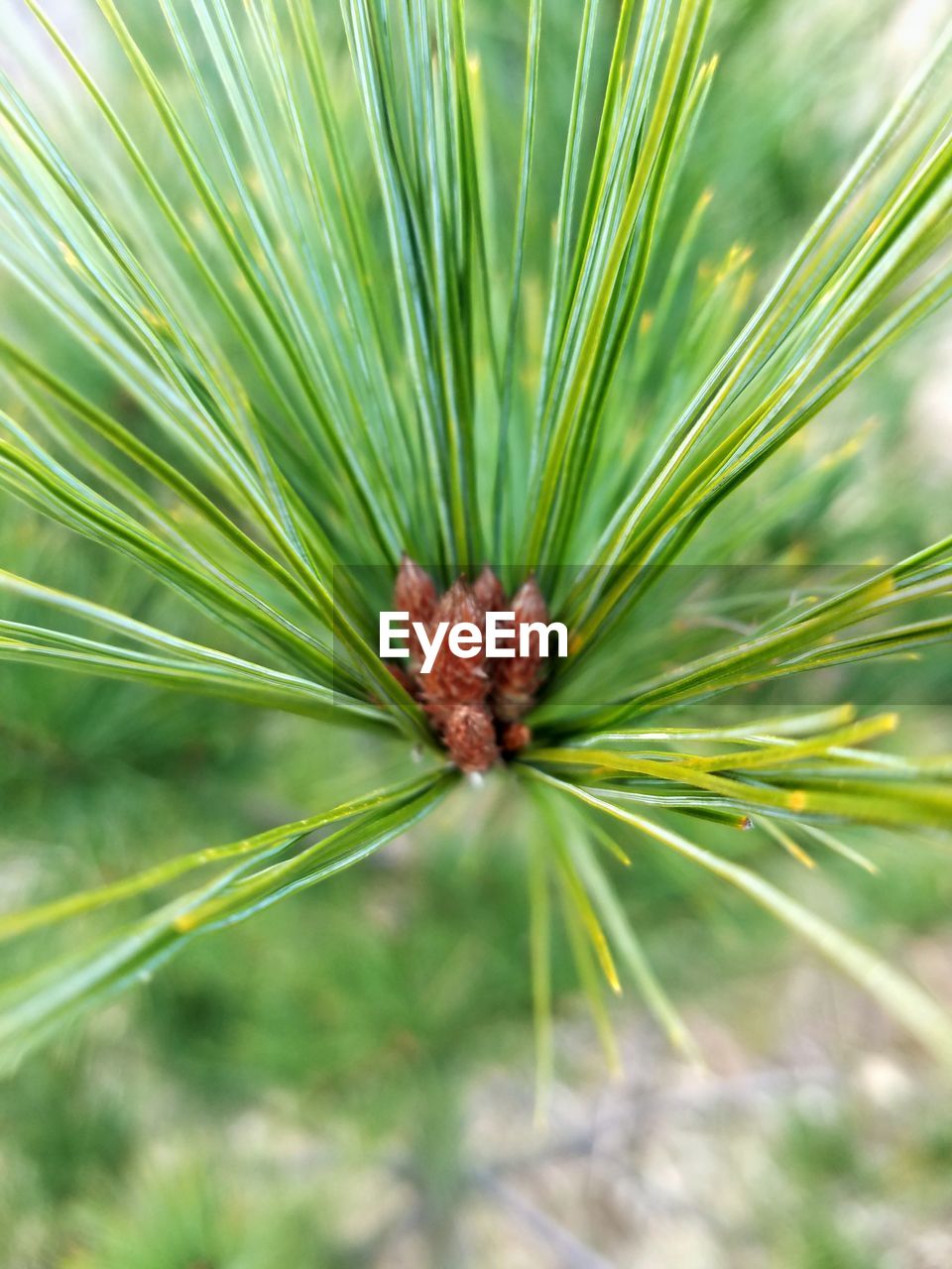 CLOSE-UP OF FRESH PLANT