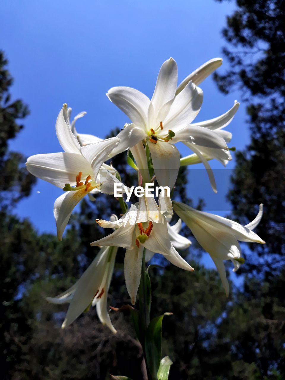 CLOSE-UP OF WHITE FLOWERING PLANTS