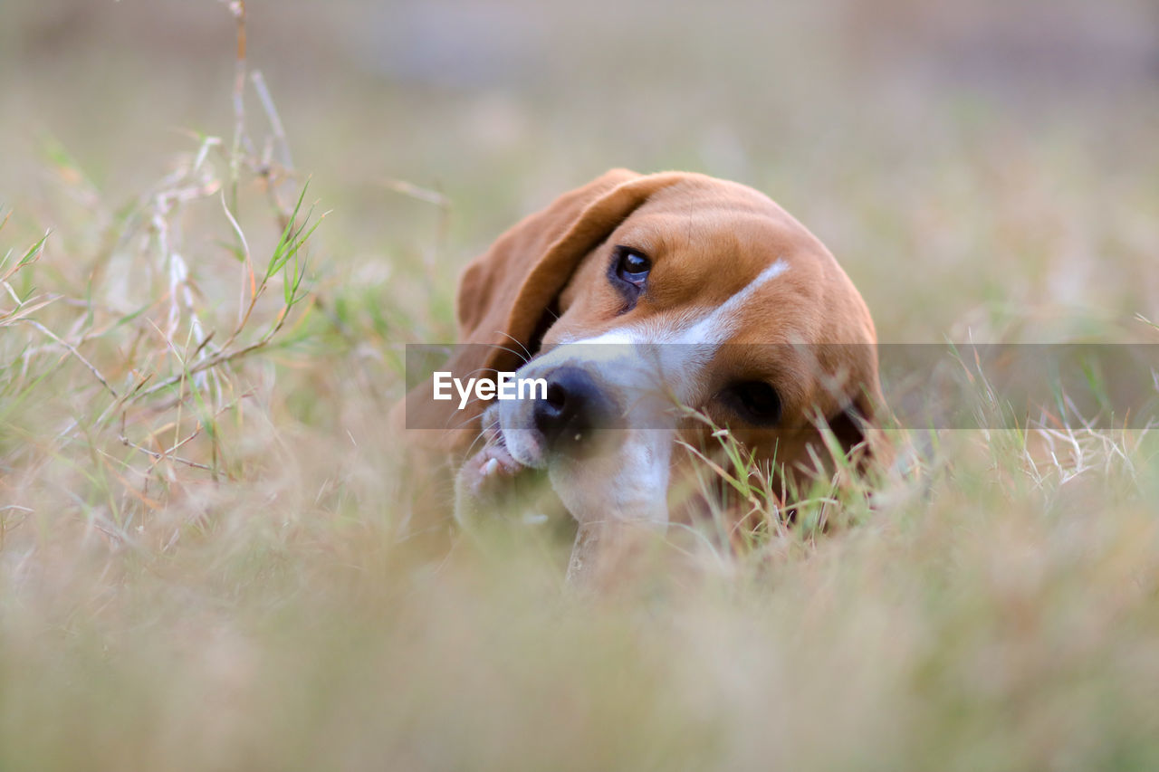 DOG LOOKING AWAY ON GRASS