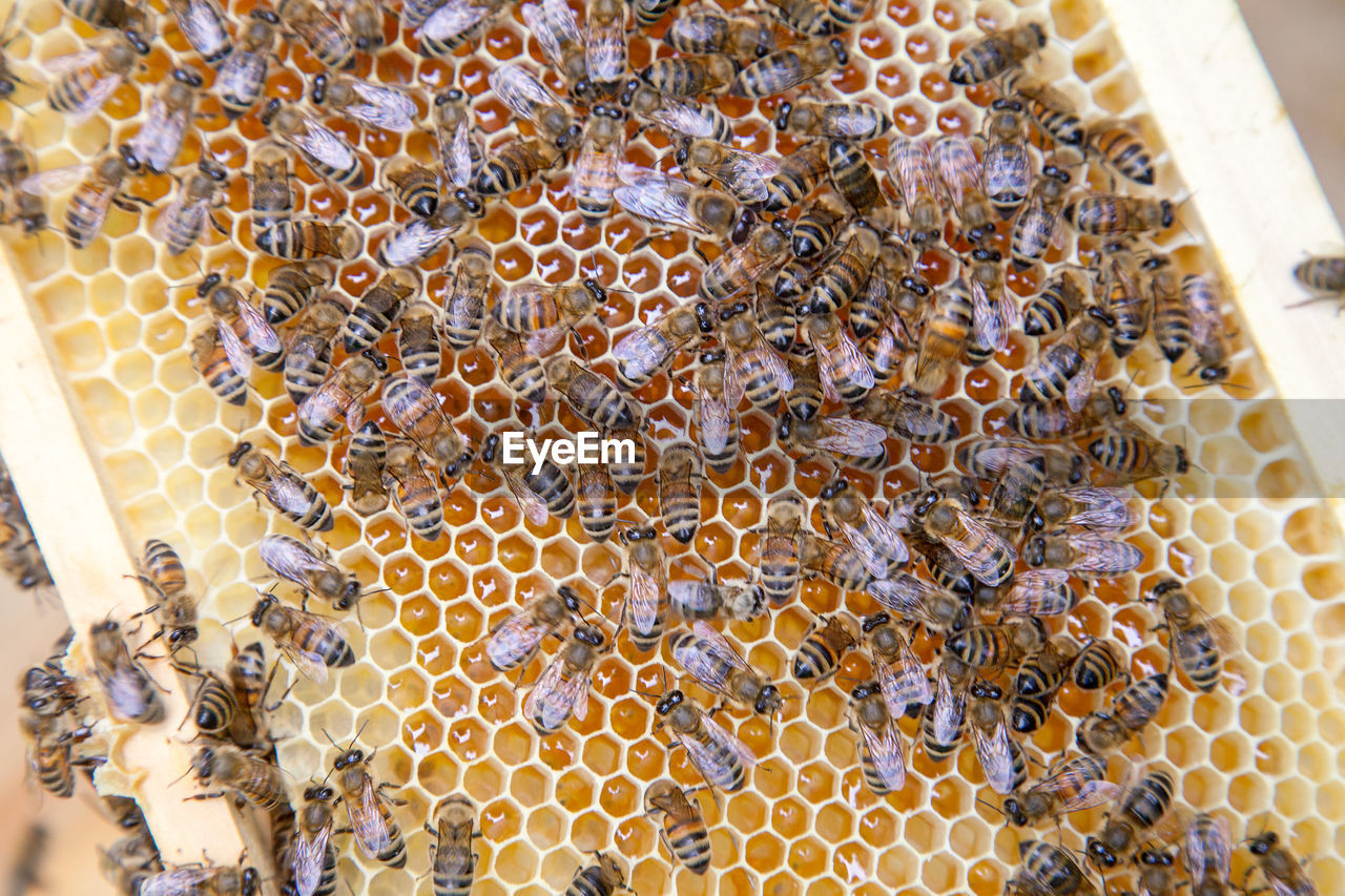 CLOSE-UP OF BEE ON YELLOW LEAF