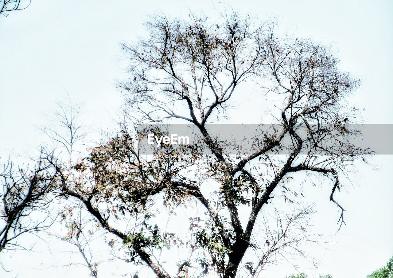LOW ANGLE VIEW OF BARE TREES AGAINST SKY