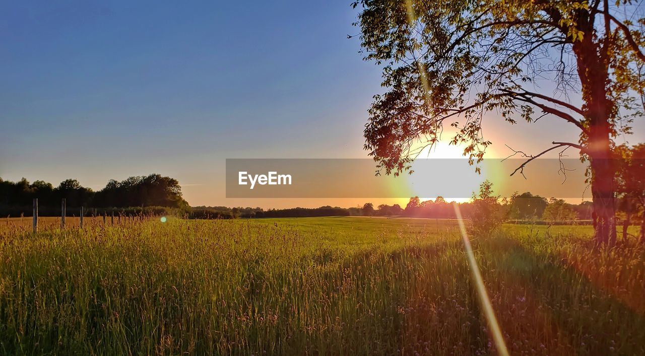 CROPS GROWING ON FIELD AGAINST SKY DURING SUNSET