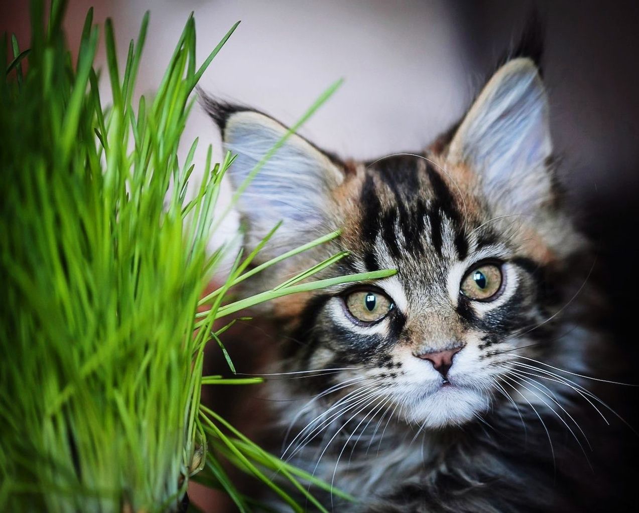 PORTRAIT OF CAT IN GRASS