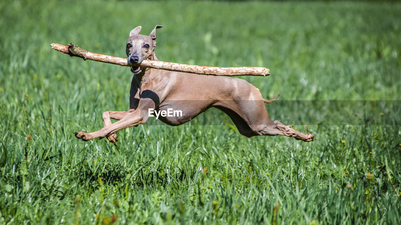 Dog running on field