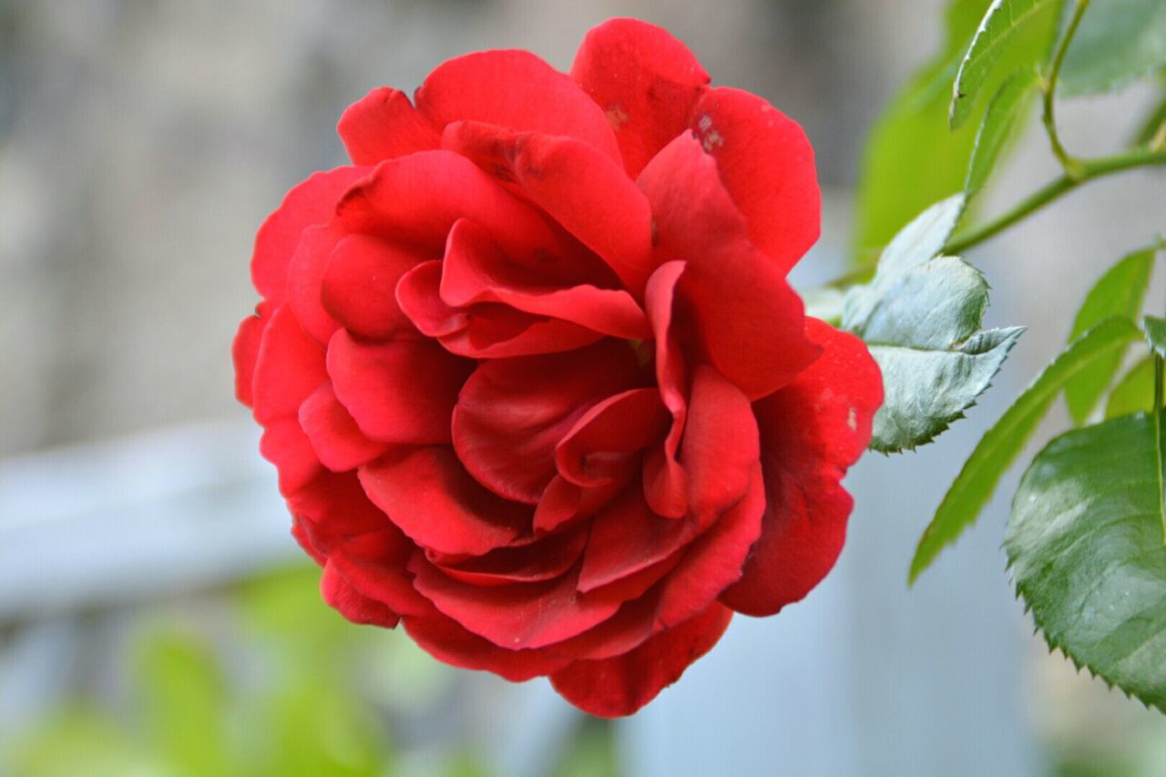 CLOSE-UP OF ROSE BLOOMING OUTDOORS