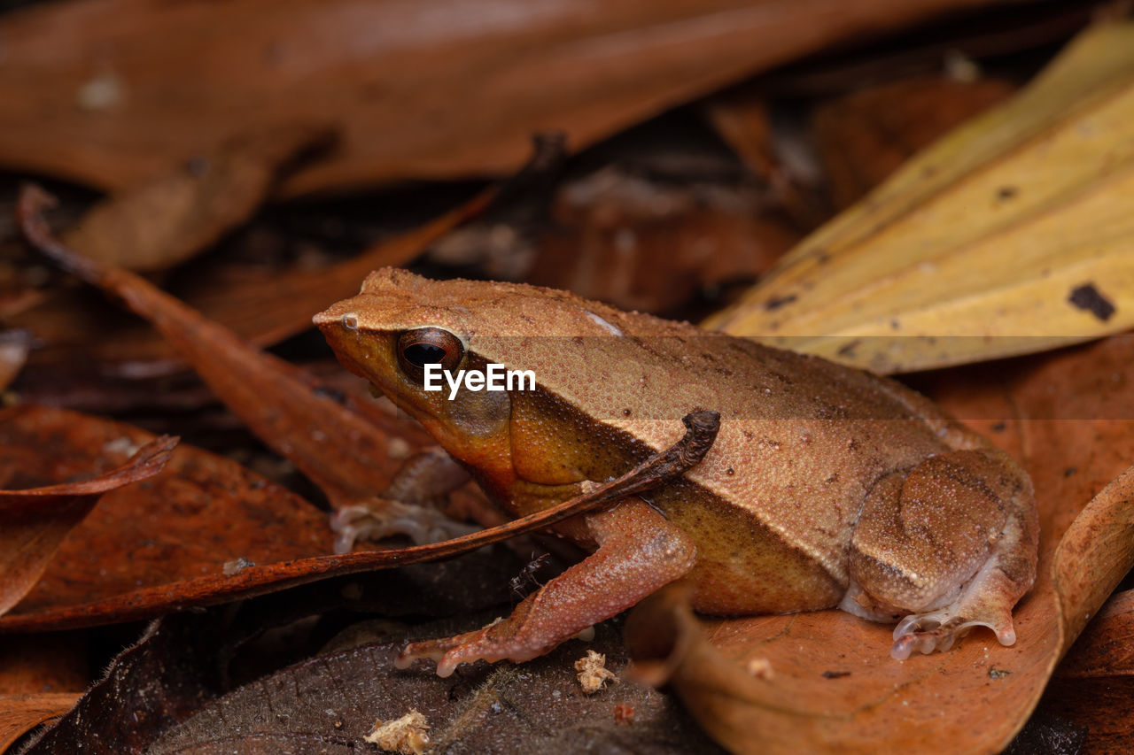 CLOSE-UP OF FROG