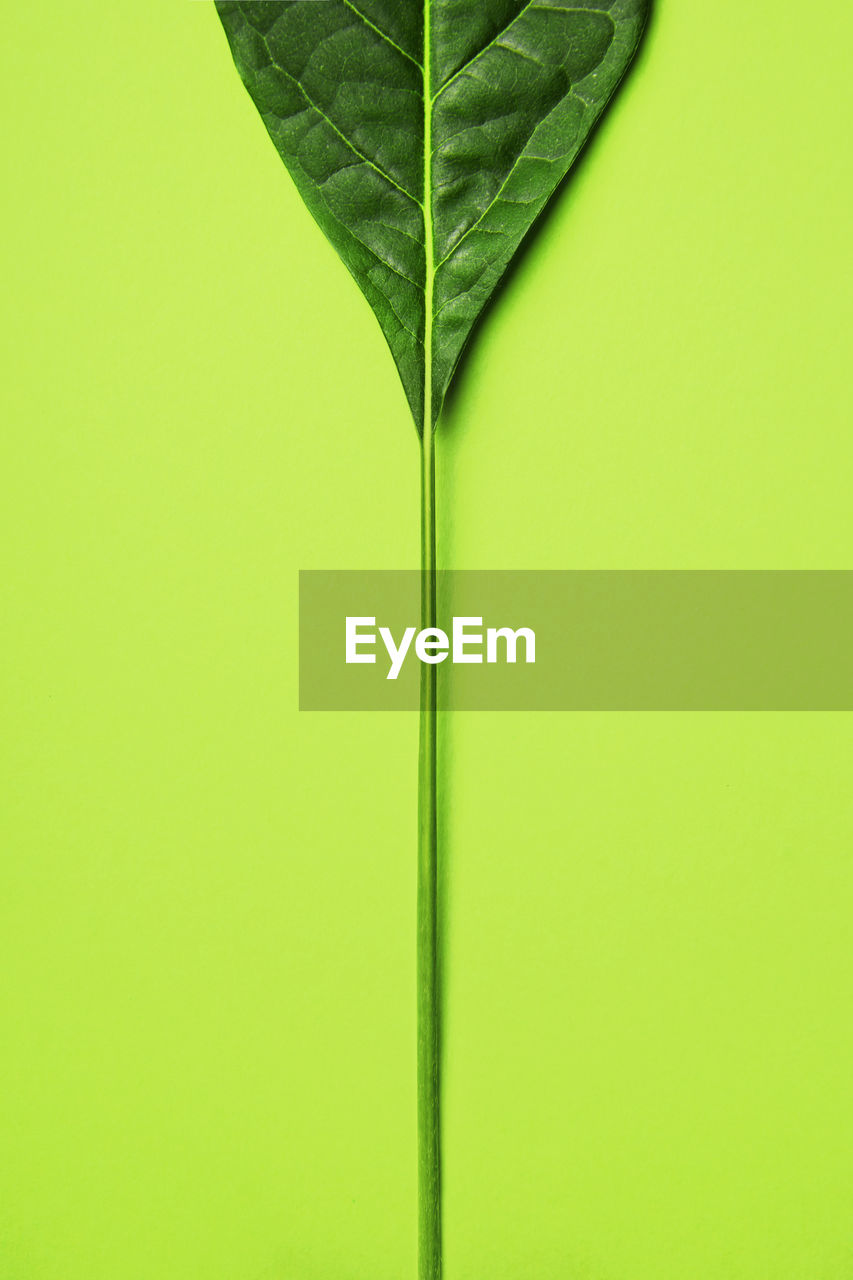 close-up of green leaves against yellow background