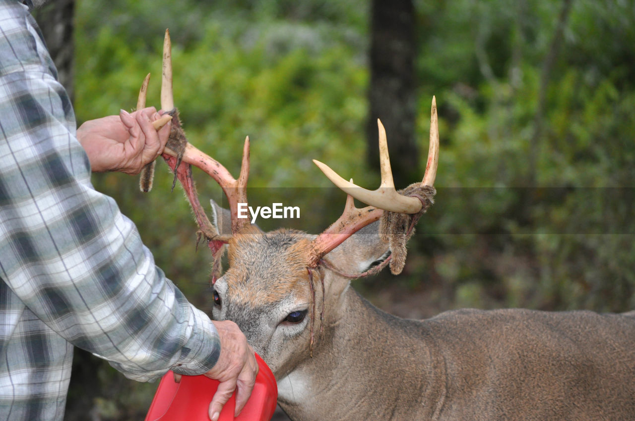 Close-up of man holding whitetail buck deer shedding antlers