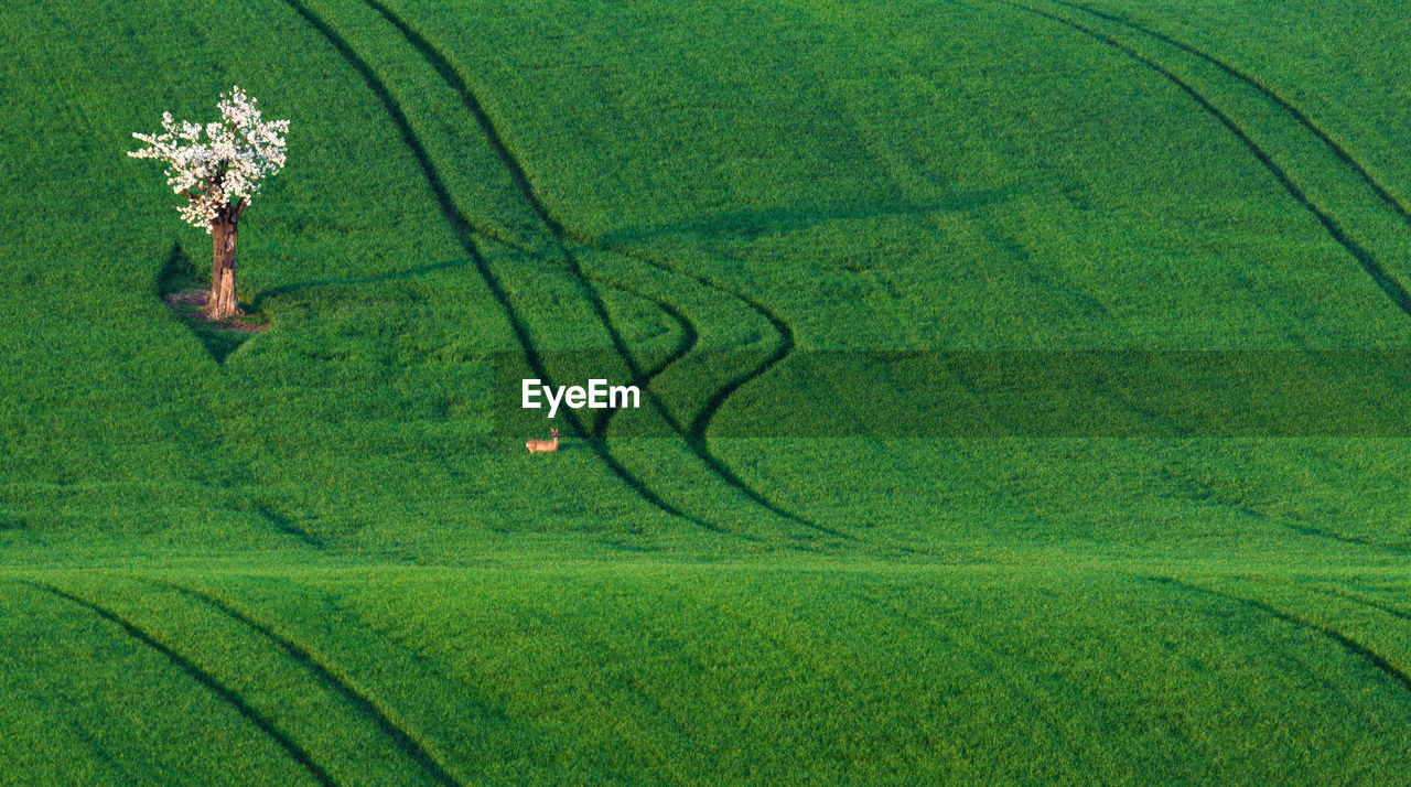 High angle view of agricultural field