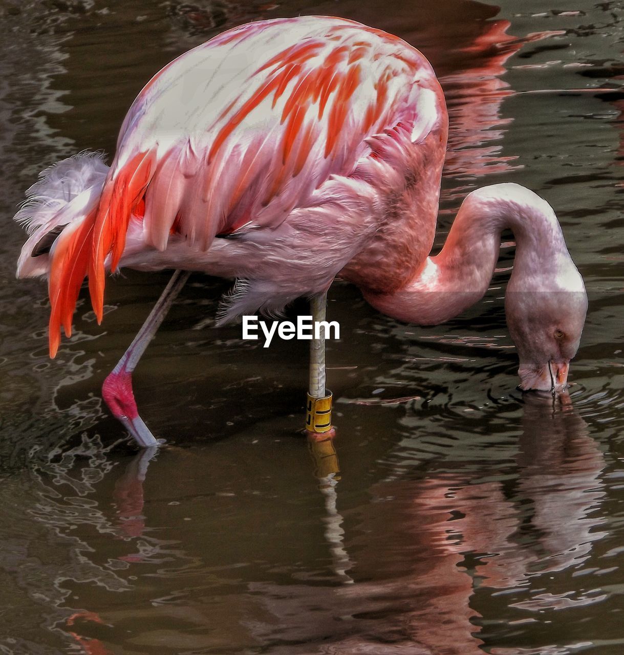 Beautiful flamingo taken at martin mere wetlands