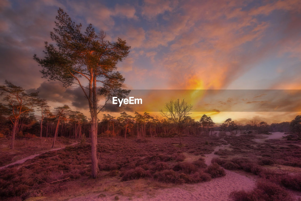 Trees on field against sky at sunset