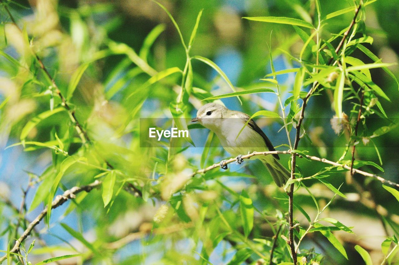 Bird perching on a branch