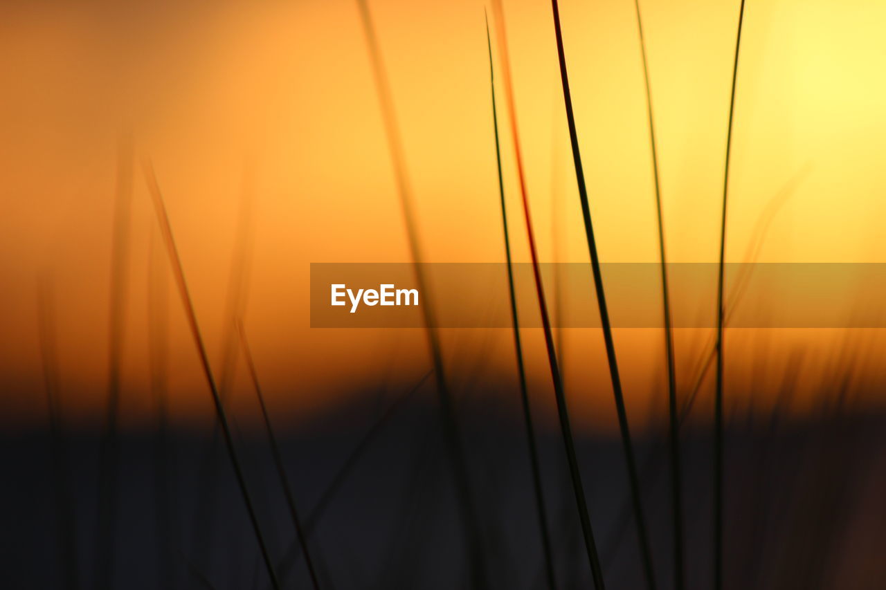 Close-up of silhouette plants against orange sky