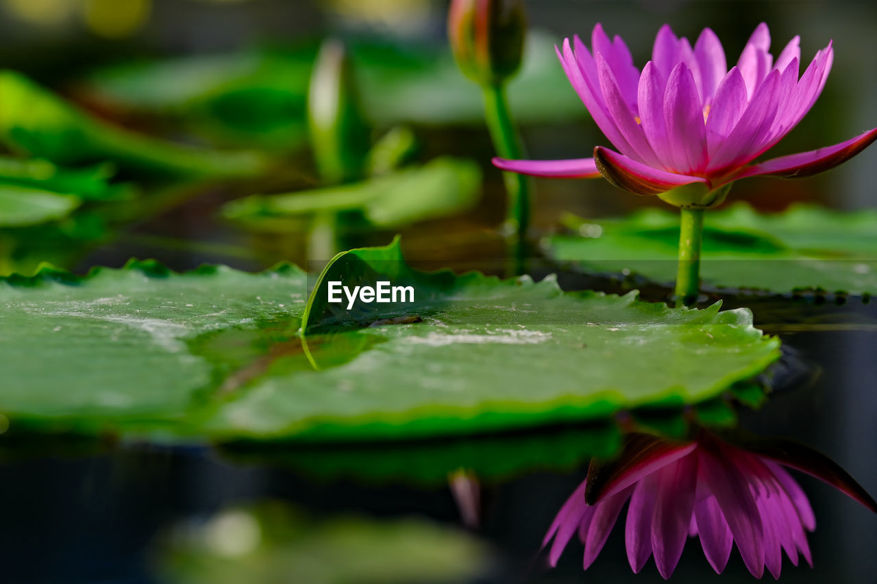 flower, flowering plant, green, water lily, plant, freshness, water, beauty in nature, leaf, pond, plant part, nature, macro photography, lotus water lily, pink, aquatic plant, petal, lily, close-up, fragility, flower head, inflorescence, no people, reflection, floating, purple, floating on water, outdoors, growth, blossom, springtime, environment, social issues, selective focus, plant stem, tranquility, magenta, drop