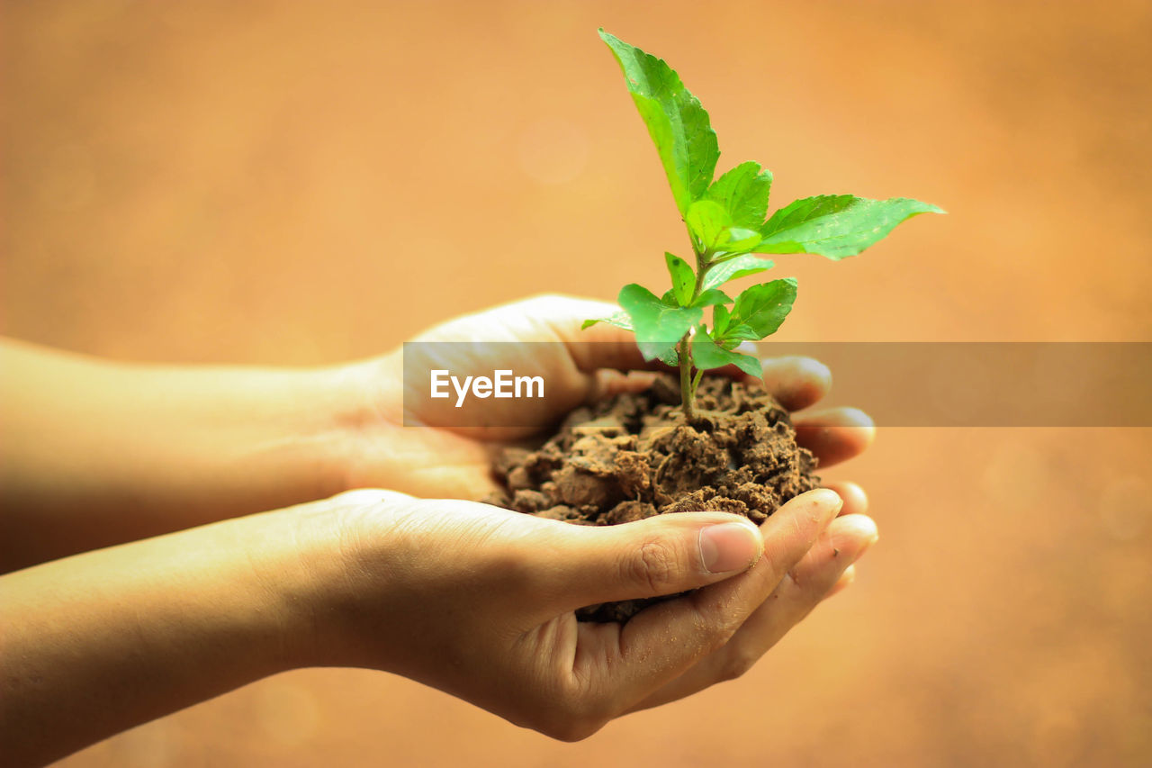 Cropped hands of person holding sapling