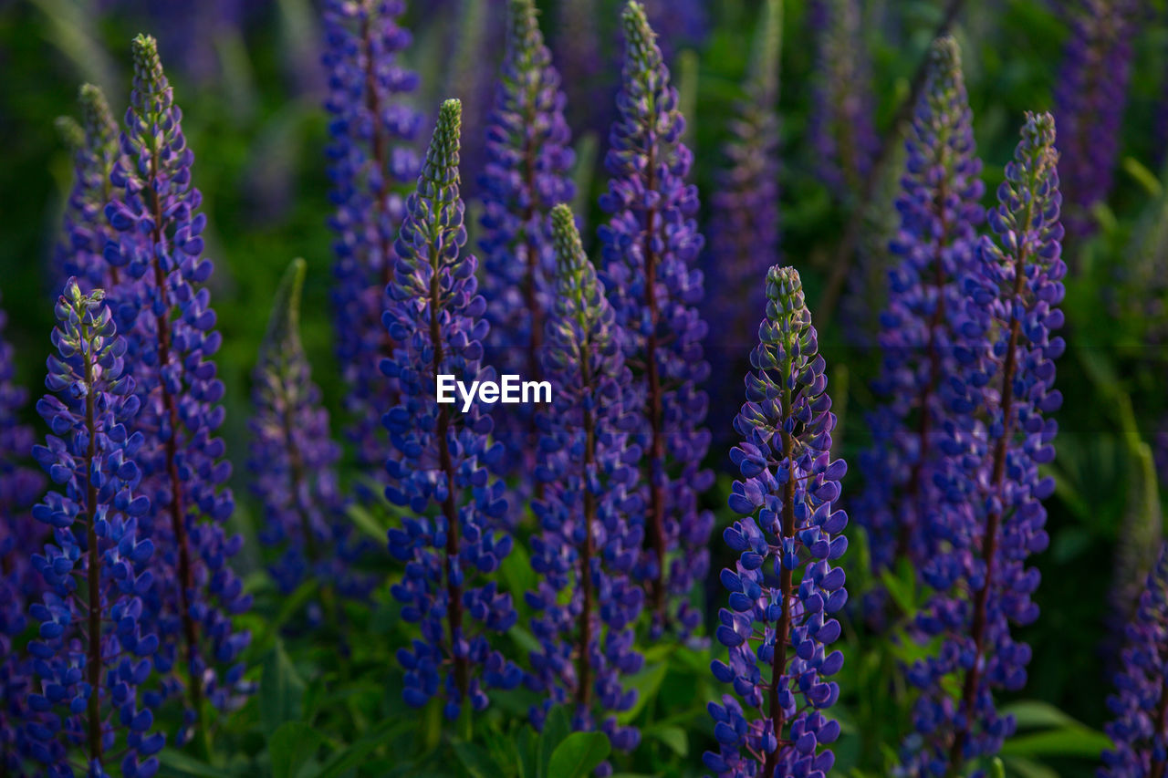 Blue and purple lupines blooming in june on a sandy slope