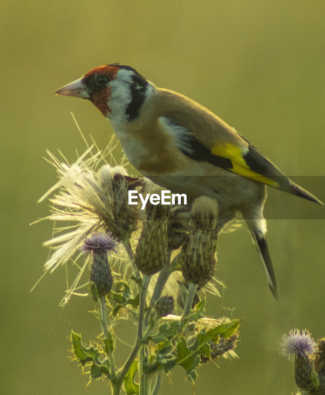 Goldfinch perching atop a thistle while having an early morning snack