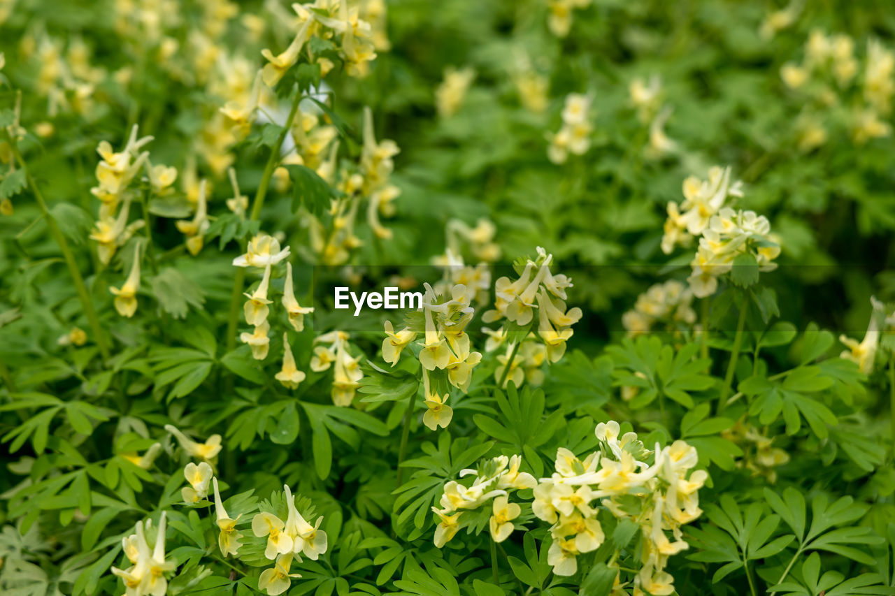 Corydalis lutea, delicate yellow tubular flowers with lacy foliage