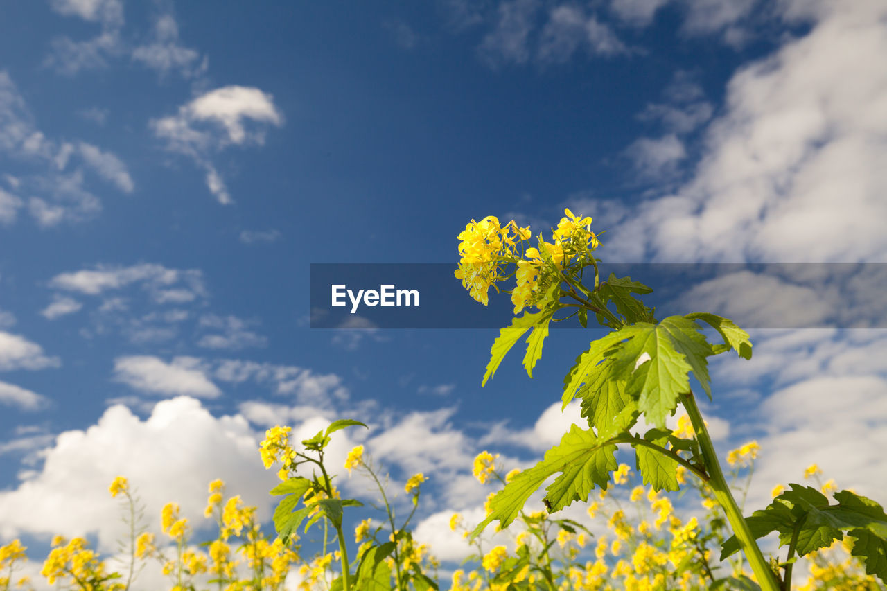 Close-up of yellow flowers