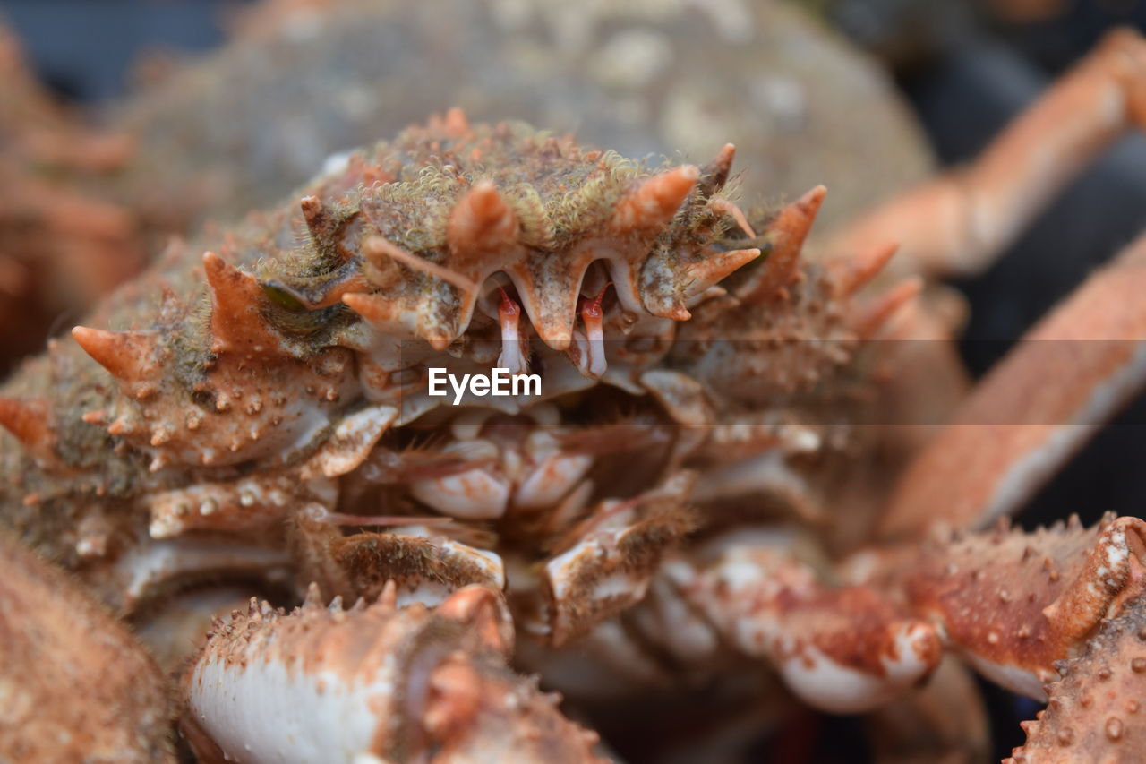 Detail shot of crab