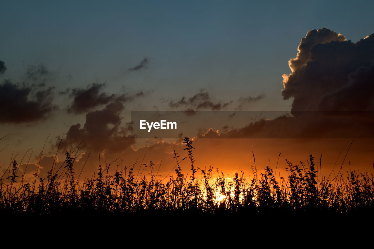 SILHOUETTE PLANTS ON FIELD AGAINST ORANGE SKY