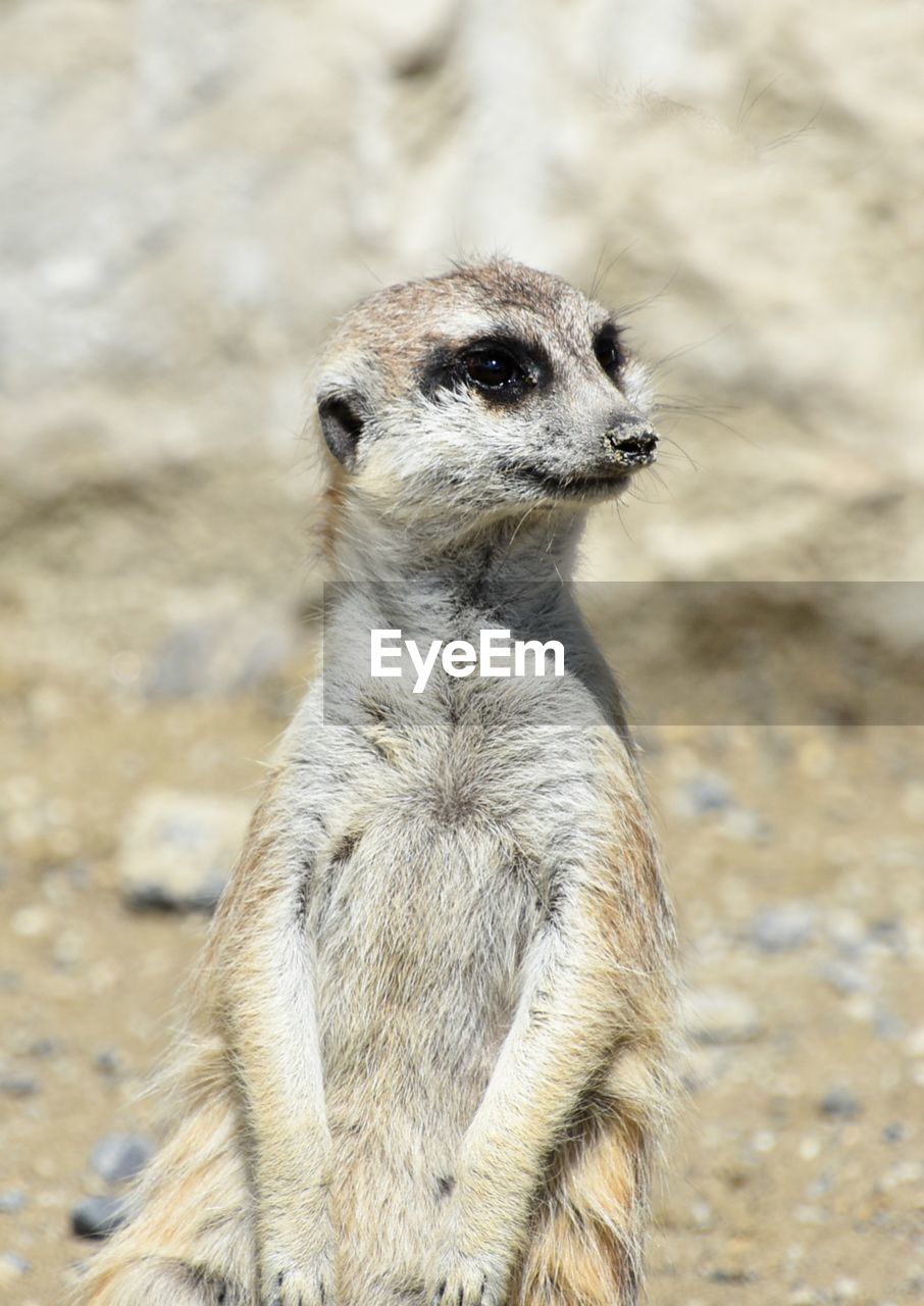 CLOSE-UP OF MEERKAT ON SAND