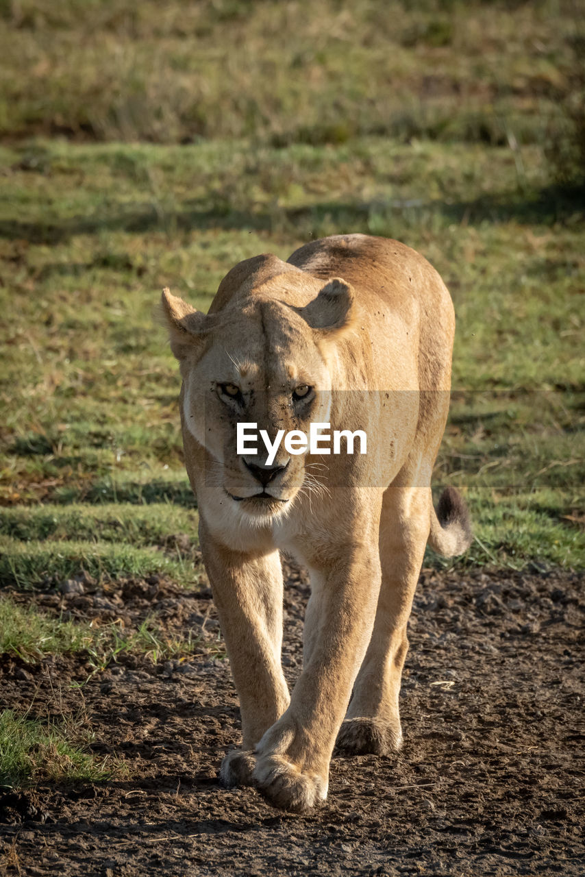 Portrait of big cat walking on grass