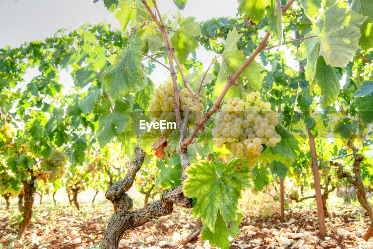 LOW ANGLE VIEW OF GRAPES ON TREE